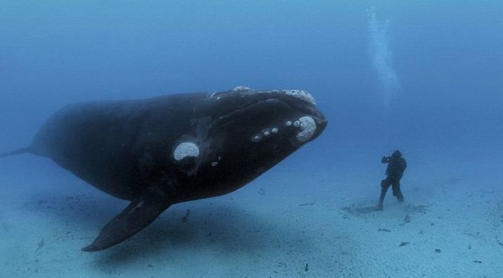 a la rencontre des baleines